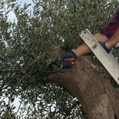 TREE TRIMMING